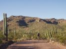 Organ Pipe NM